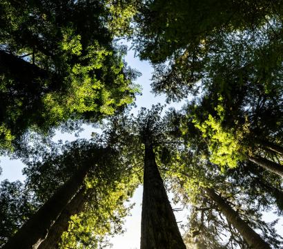 Forêt